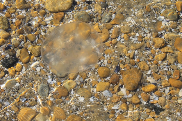 Медузы в воде