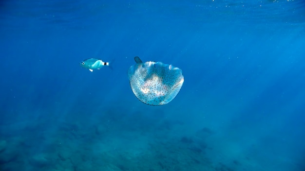 地中海のチンクエテッレ・モンテロッソでダイビング中に、水中で太陽の光に照らされ、透き通った海岸を自由に泳ぐクラゲ