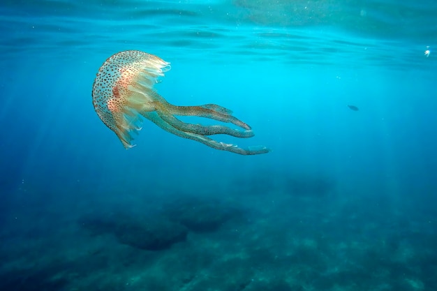 A Jellyfish while swimming free in the crystal clear of the coast illuminated by the sun's rays underwater while diving in mediterranean sea cinque terre monterosso