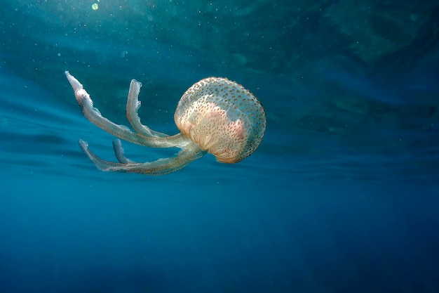 Photo a jellyfish while swimming free in the crystal clear of the coast illuminated by the sun's rays underwater while diving in mediterranean sea cinque terre monterosso