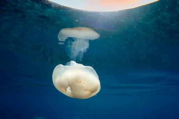 A Jellyfish while swimming free in the crystal clear of the coast illuminated by the sun's rays underwater while diving in mediterranean sea cinque terre monterosso