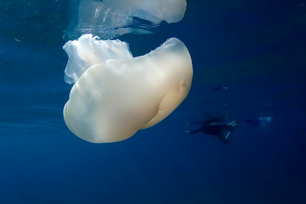 Медуза свободно плавает в кристально чистом побережье, освещенном солнечными лучами под водой, ныряя в Средиземном море Чинкве-Терре-Монтероссо