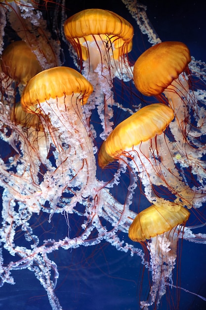 Jellyfish with blue ocean water