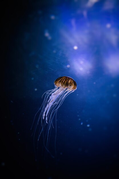 Jellyfish zwemmen in de zee