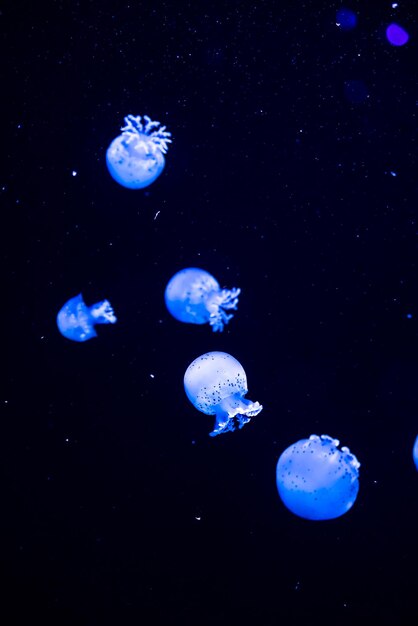 Foto jellyfish zwemmen in de zee