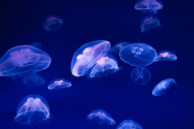 Jellyfish zwemmen in de zee