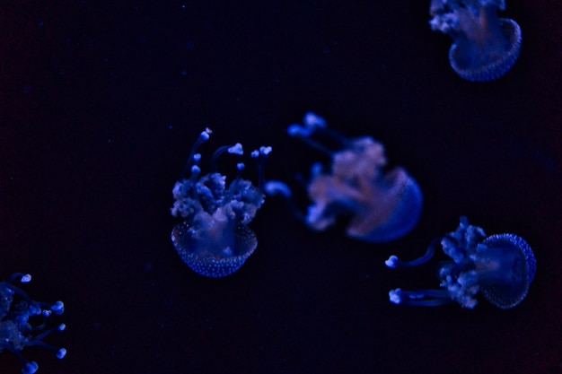 Jellyfish zwemmen in de zee