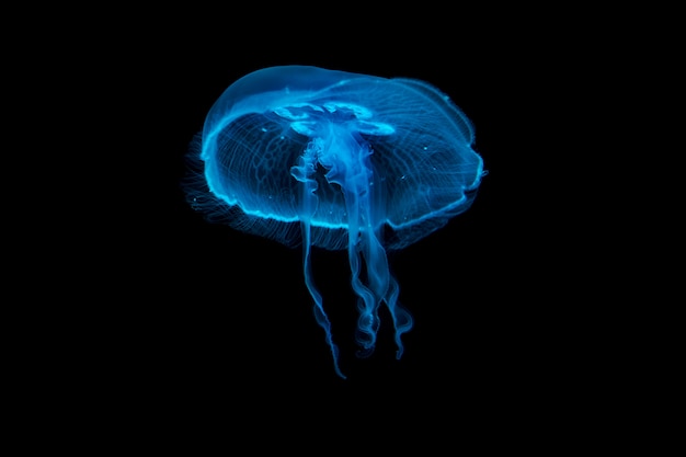 Jellyfish