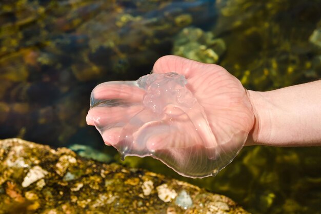 Jellyfish