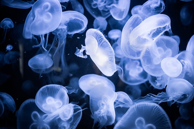 Photo jellyfishes in dark deep water