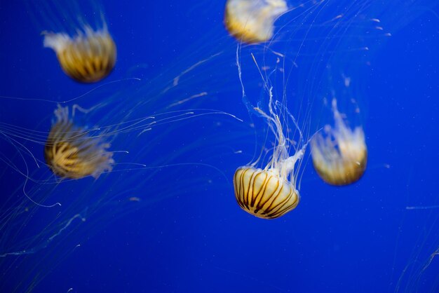 Jellyfishes swim under the water