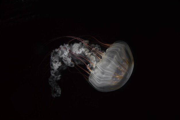 Jellyfishes Swimming