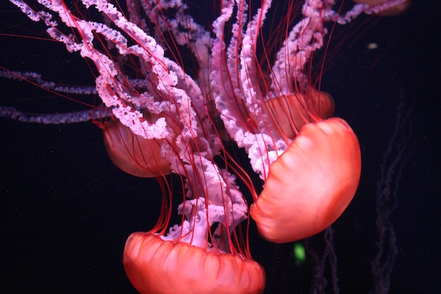 Photo jellyfishes