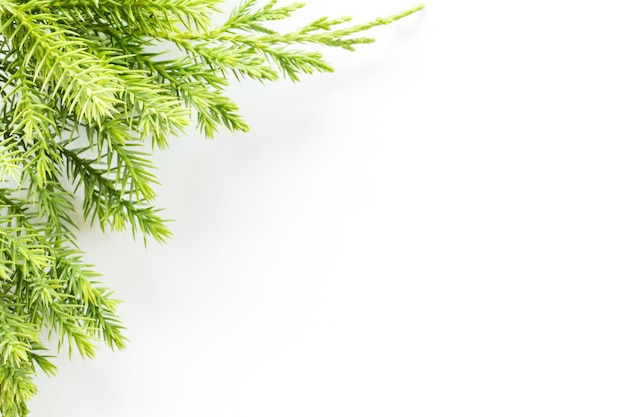 Jeneverbes, Thuja twig Kerst grens op witte achtergrond