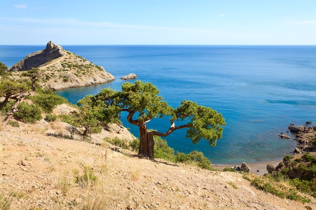 Jeneverbesboom op rots en zee met "Capchik" cape erachter ("Novyj Svit" reservaat, Krim, Oekraïne).