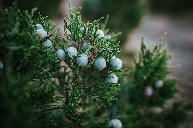 Jeneverbessen mooie natuurlijke achtergrond