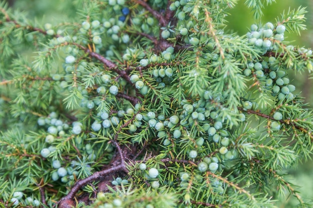 Jeneverbessen op een tak met groene bladeren Juniperus communis bush is groenblijvende naaldboom als achtergrond Macro van jeneverbestakpatroon