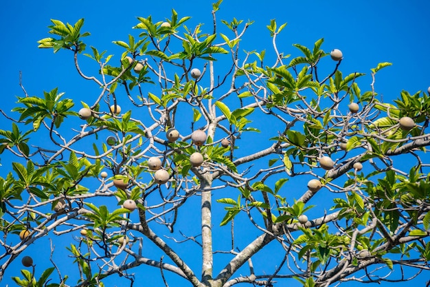 Photo jenipapo fruit genipa americana in selective focus in details that define the characteristics