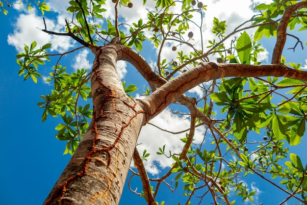 Jenipapo Genipa americana 백그라운드에서 푸른 하늘이 있는 나무에 있는 많은 과일 선택적 초점