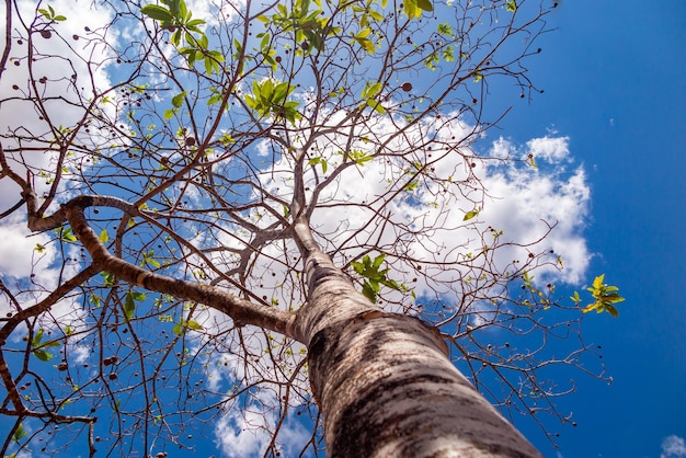 Jenipapo Genipa americana veel fruit aan de boom met blauwe lucht op de achtergrond Selectieve focus