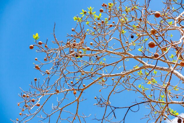 Jenipapo Genipa americana veel vruchten aan de boom met blauwe lucht op de achtergrond Selectieve focus