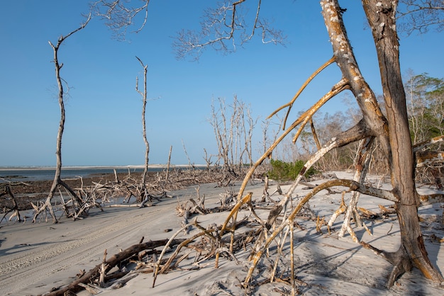 Spiaggia di jericoacoara ceara brasile mangrovie con alberi secchi nel cielo blu