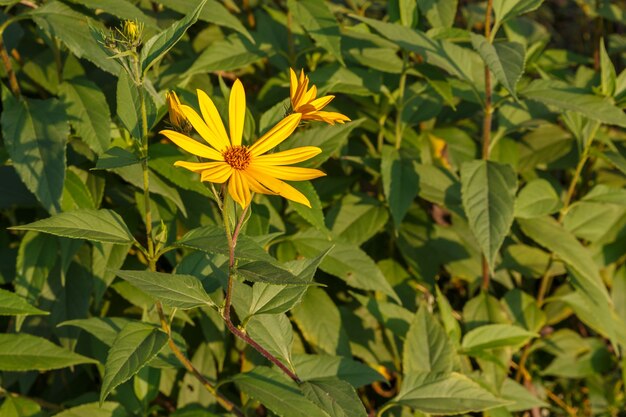 Jerusalem artichoke blooming yellow flower in the garden