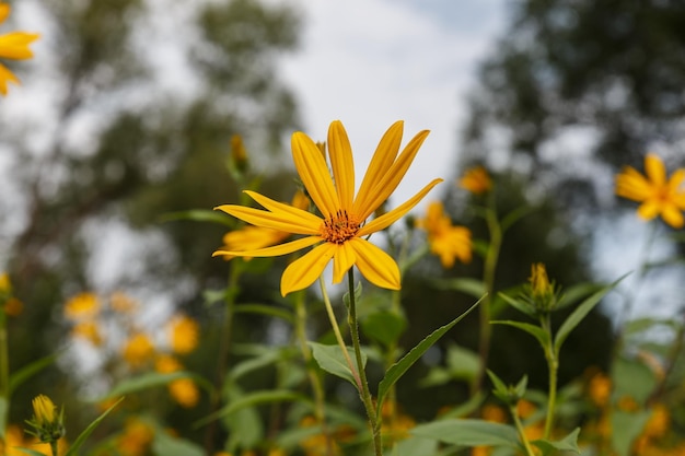 Foto fiori di topinambur. fiori gialli in fiore nel prato.