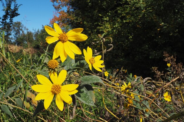 Jerusalem artichoke or tuberous sunflower or ground pear Helianthus tuberosus is a species of perennial herbaceous tuberous plants of the genus Sunflower of the Asteraceae family Yellow flowers