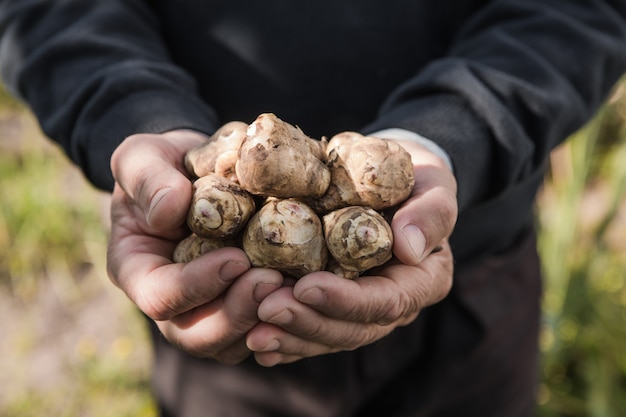 Tuberi di topinambur in mano. radici appena raccolte di helianthus tuberosus, noto anche come sunroot, sunchoke, mela di terra, topinambur o lambchoke. usato come ortaggio a radice.