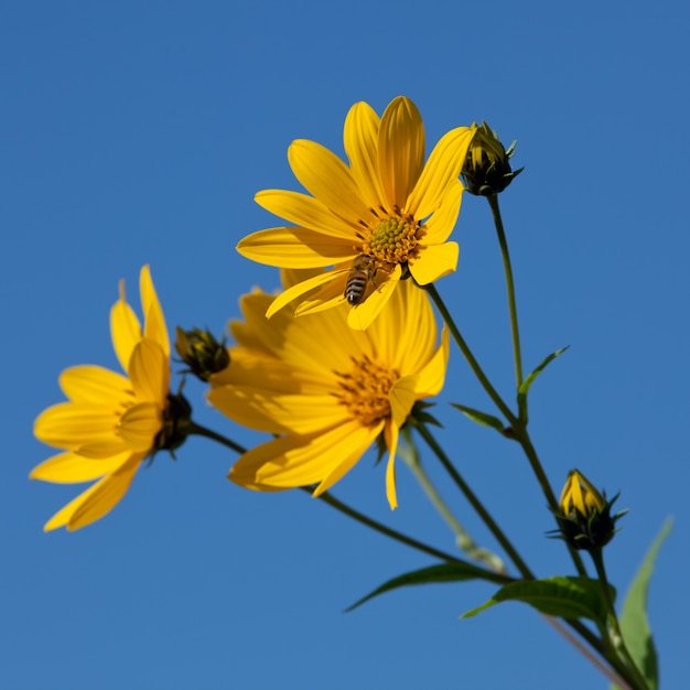 Jerusalem artichoke