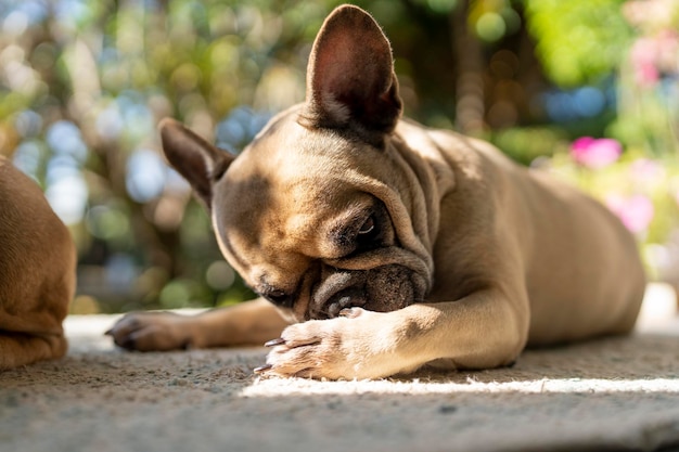 Jeukende hond op de mat buiten.