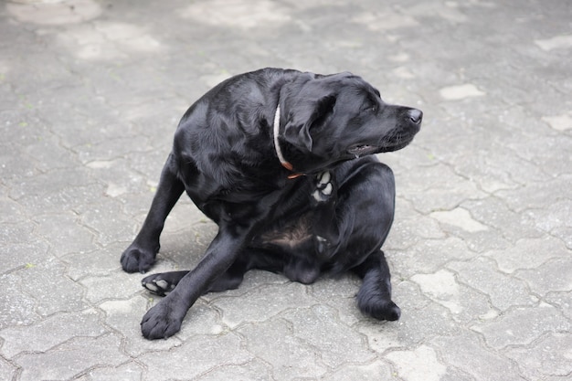 Jeukende zwarte labrador hond gebruikt zijn been om zijn lichaam te krabben