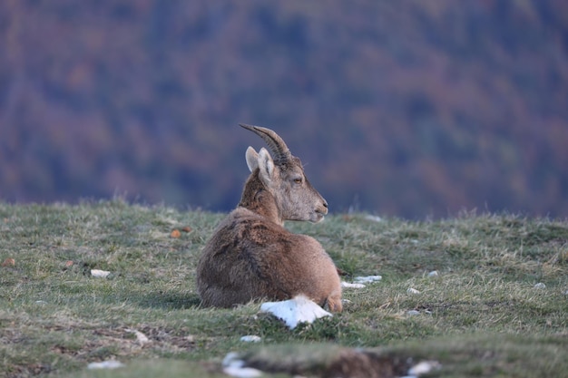 Photo jeune bouquetin