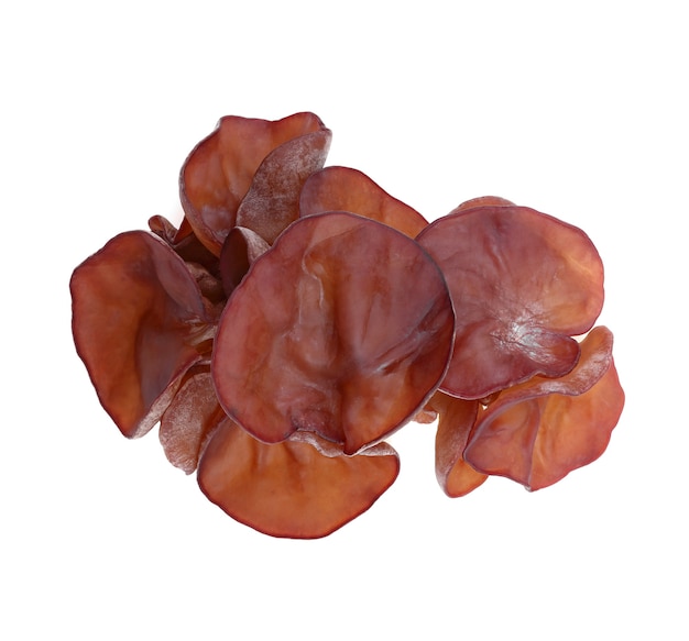 Jew's ear, Wood ear, Jelly ear isolated on white background.