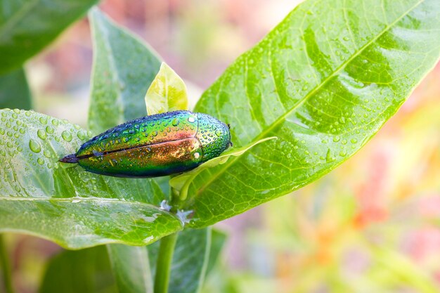 보석 딱정벌레 Buprestidae 물방울은 딱정벌레의 가족입니다