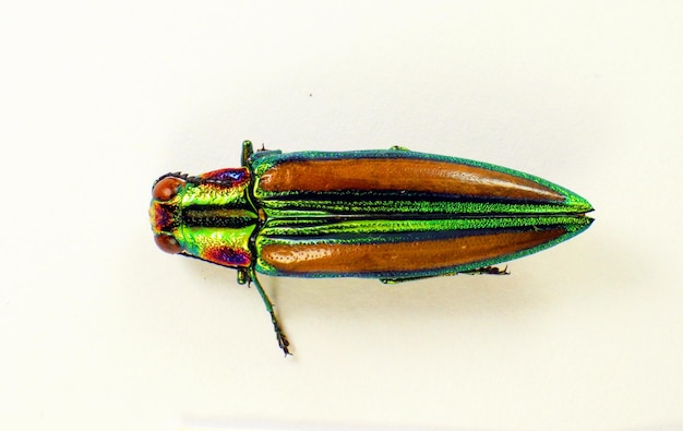 Jewel beetle isolated on white. Afrochroa lepida macro close up, buprestidae, collection beetles,