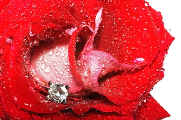 Jewelry golden ring with big diamond inside red rose