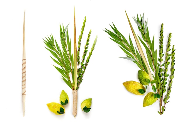 Photo jewish holiday of sukkot traditional symbols the four species etrog citron lulav palm branch hadas myrtle arava willow