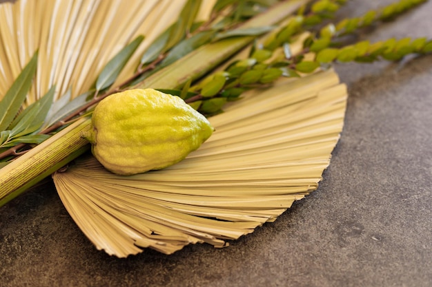 Jewish holiday of Sukkot Traditional symbols The four species Etrog citron lulav palm branch hadas myrtle arava willow