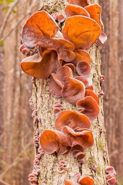 Jews Ear fungus Auricularia auriculajudae on wood