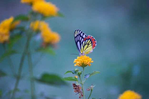 jezebel butterfly or delias eucharis on the flower plant in a soft  background