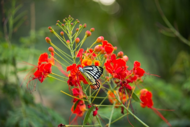 Jezebel Butterfly or Delias eucharis resting on the Royal Poinciana flower plant