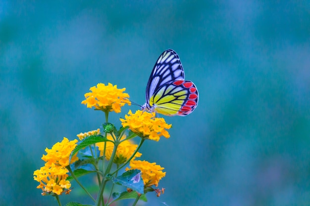 Jezebel Butterfly of Delias eucharis op de bloemplant op een zachtgroene achtergrond