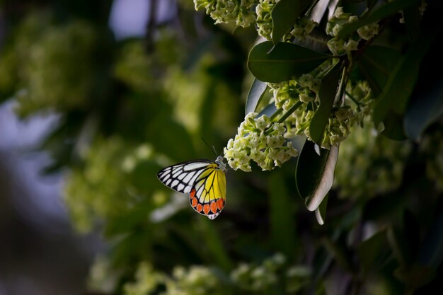 Jezebel Butterfly