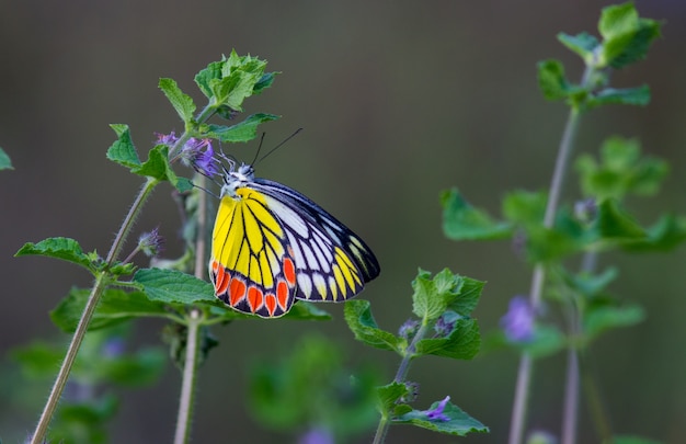 Jezebel Butterfly