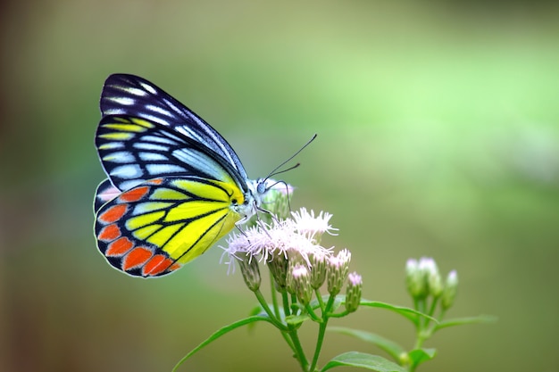 Jezebel butterfly