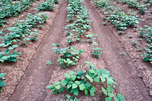 Jicama plantation landscape is growing fresh