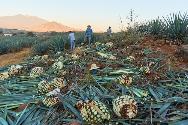 Jimador or farmer working in a tequila plantation in Jalisco Mexico