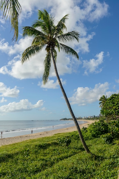 Joao Pessoa, Paraiba, Brazil on May 25, 2021. Manaira beach with coconut trees.